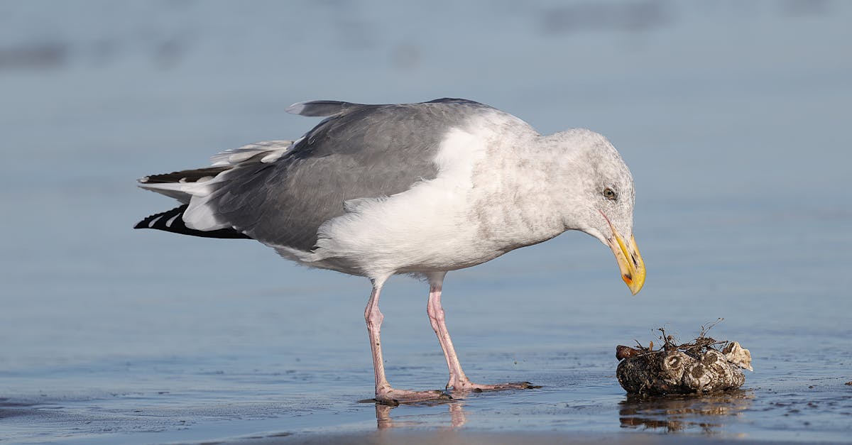 free copywriting courses with certificate